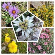 Fußwallfahrt Schlern-Rosengarten Juli