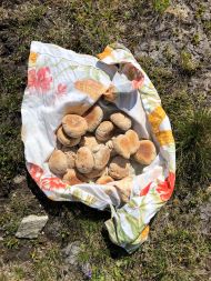 Zur Stärkung für Unterwegs gutes Brot...