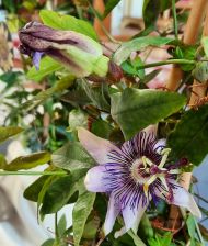 leben-leiden-lieben. Feier für Sternenkinder